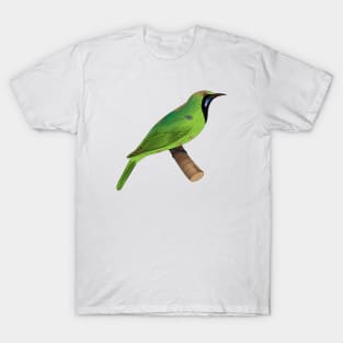 Common Green Bulbul T-Shirt